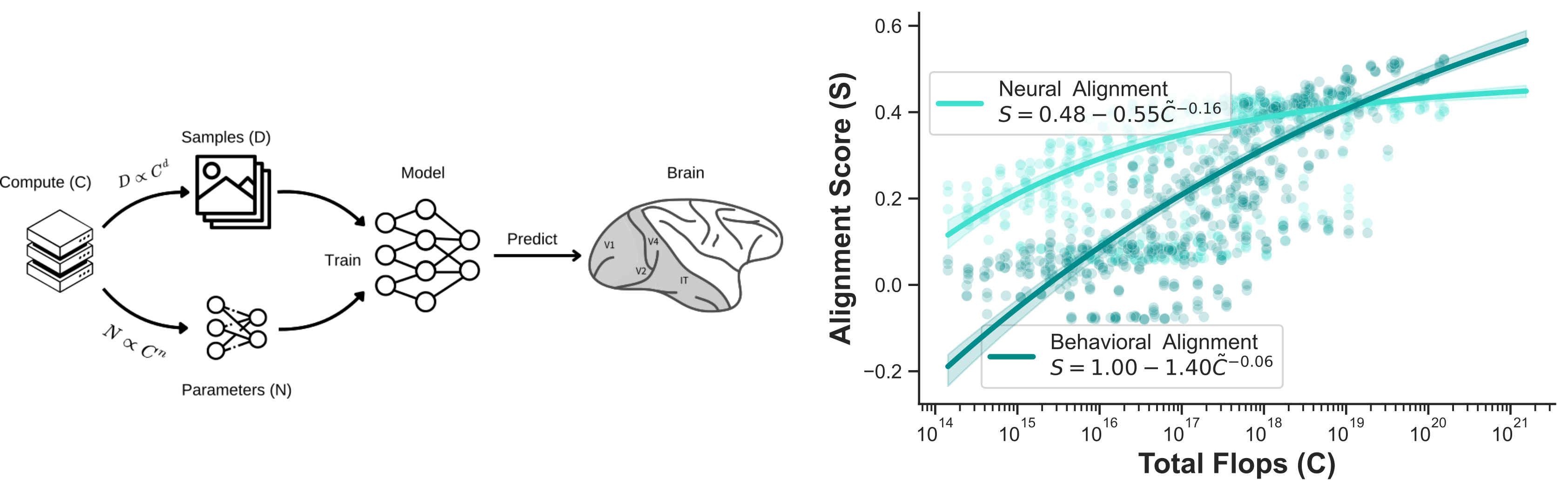 Scaling dynamics of behavioral and neural alignment